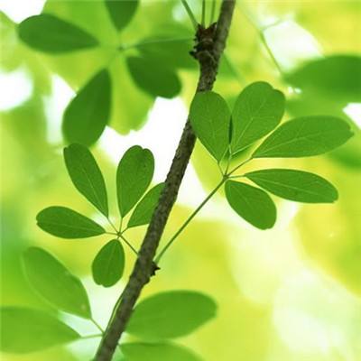 汽车复仇无敌版